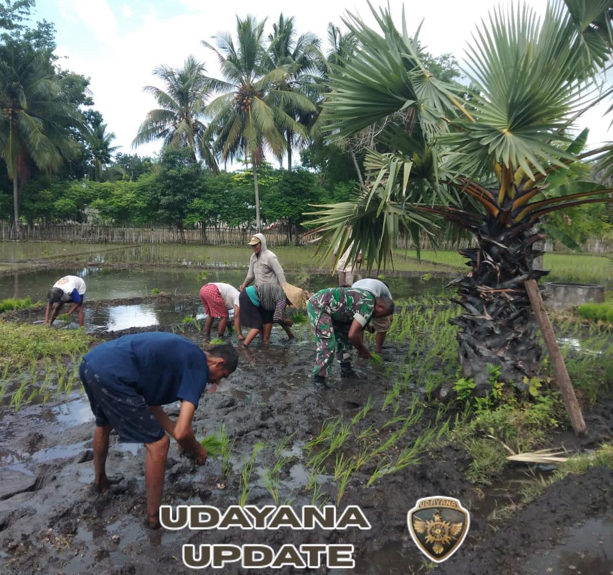 Babinsa Pahunga Lodu Damping Petani Tanam Padi di Musim Tanam
