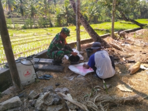 Patroli Wilayah Babinsa Bantu Petani Pupuk Tanaman Padi Guna Capai Hasil yang Lebih Baik