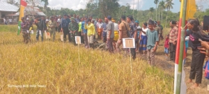 Panen Raya Sukses di Sumba Barat Daya, TNI Dukung Ketahanan Pangan Nasional