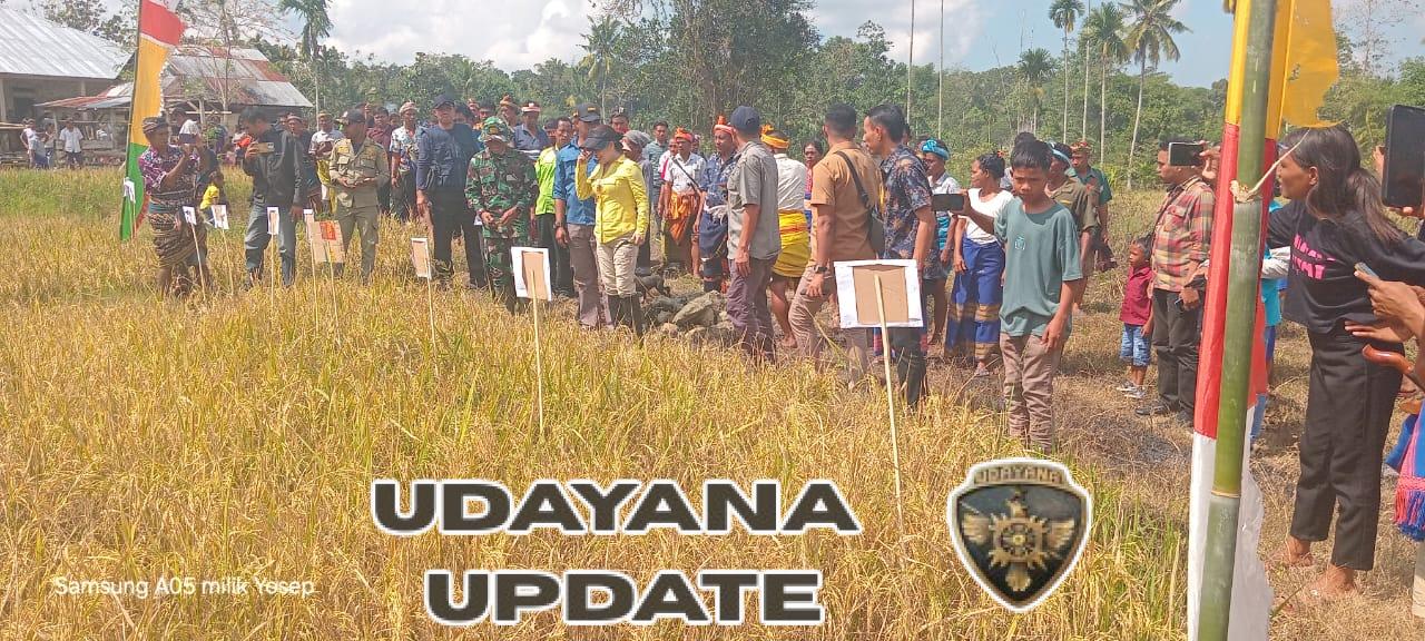 Panen Raya Sukses di Sumba Barat Daya, TNI Dukung Ketahanan Pangan Nasional