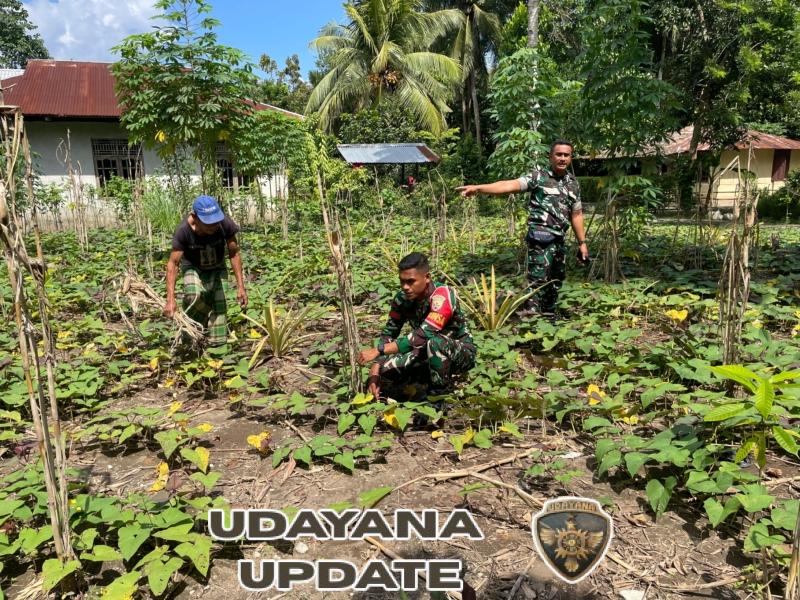 TNI AD Perkuat Sinergi dengan Warga melalui Hanpangan dan Pamwil di Desa Ondorea