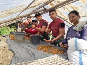 Satgas Yonif 741/GN Terlibat dalam Panen Cabai di Kebun Warga Binaan Pos Motamasin: Bukti Keberhasilan Kolaborasi