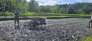 Babinsa Karera Dampingi Petani Bajak Sawah dengan Traktor di Desa Kakaha