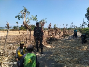 Babinsa Lasi Bantu Olah Lahan Bawang Merah