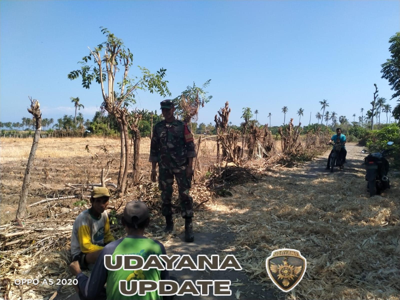 Babinsa Lasi Bantu Olah Lahan Bawang Merah