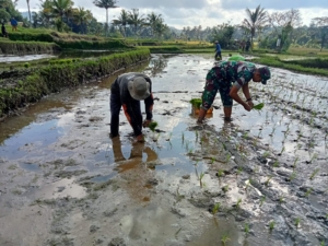 Peduli Petani, Babinsa Koramil 01/Bangli Turun Langsung ke Lahan Persawahan