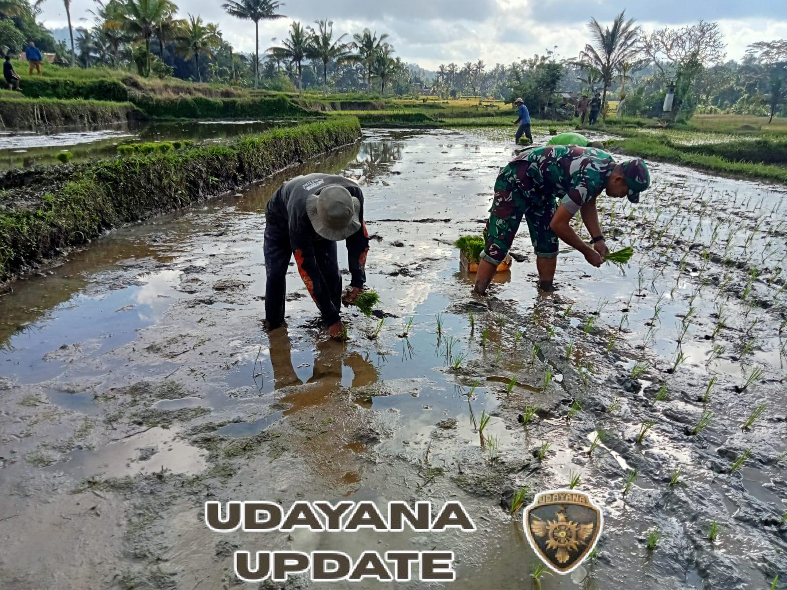 Peduli Petani, Babinsa Koramil 01/Bangli Turun Langsung ke Lahan Persawahan