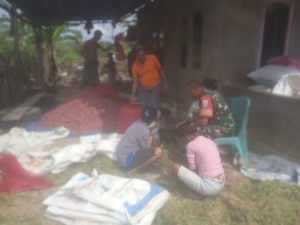Babinsa Dampingi Petani Bersihkan Bawang Merah Usai Panen