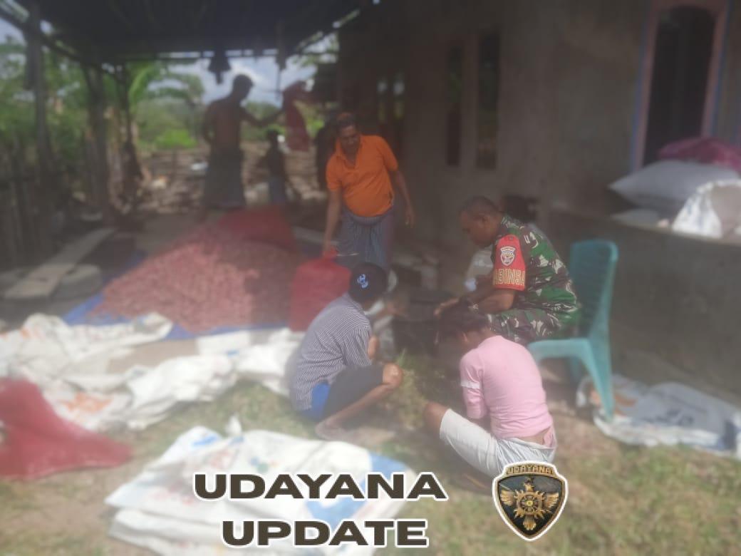 Babinsa Dampingi Petani Bersihkan Bawang Merah Usai Panen