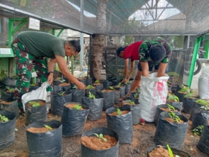 Koramil Nusa Penida Gelar Perawatan Urban Farming