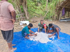 Babinsa Koramil Maurole Aktif Dampingi Petani Atasi Hama Penggerek Padi di Kotabaru