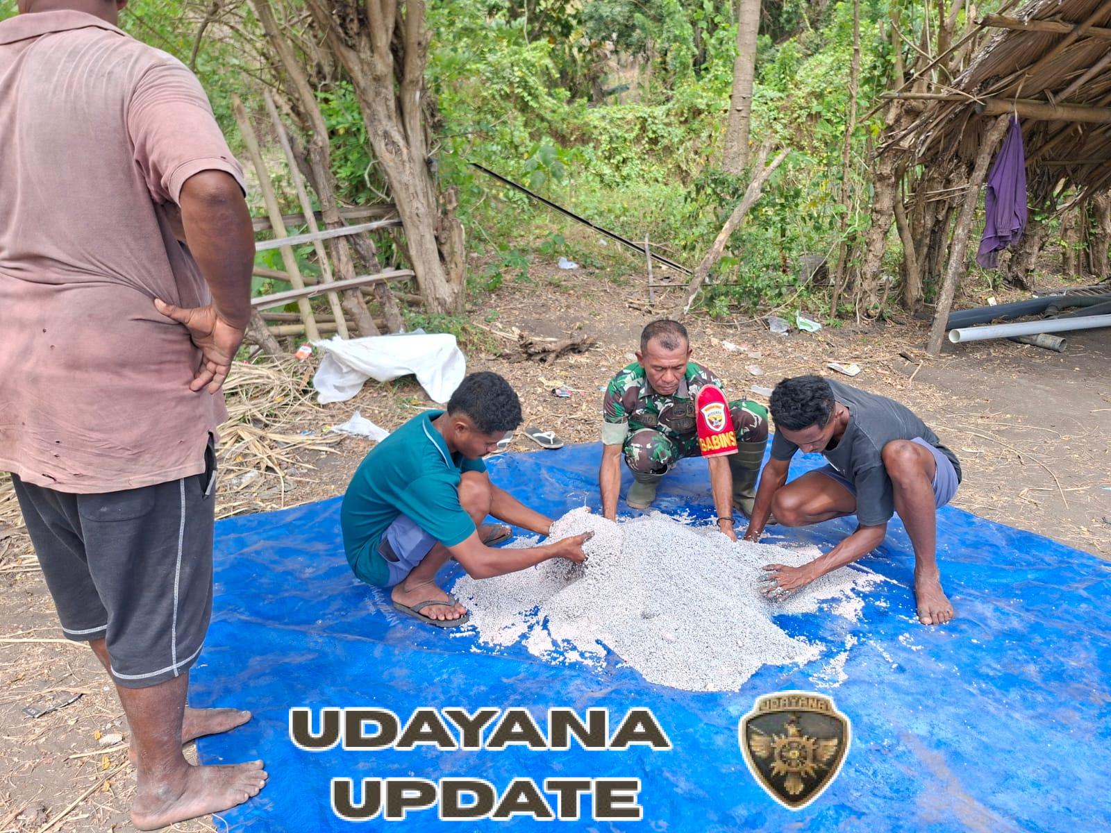 Babinsa Koramil Maurole Aktif Dampingi Petani Atasi Hama Penggerek Padi di Kotabaru