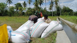 Babinsa Sertu Antonius K Dampingi Warga Kawangu Panen Padi
