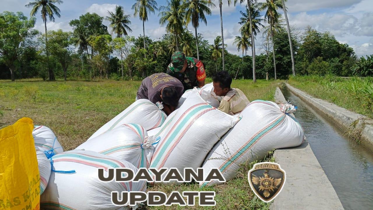 Babinsa Sertu Antonius K Dampingi Warga Kawangu Panen Padi