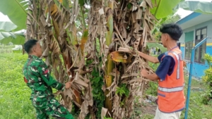 Optimalkan Pertumbuhan Pisang, Babinsa Lewa Bantu Pangkas Daun Pisang Yang Mengering