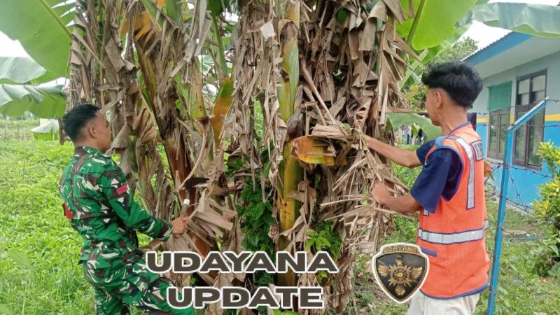 Optimalkan Pertumbuhan Pisang, Babinsa Lewa Bantu Pangkas Daun Pisang Yang Mengering