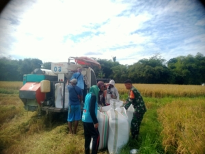 Babinsa Bali Satu Dampingi Panen Padi 20 Ton di Lahan Petani