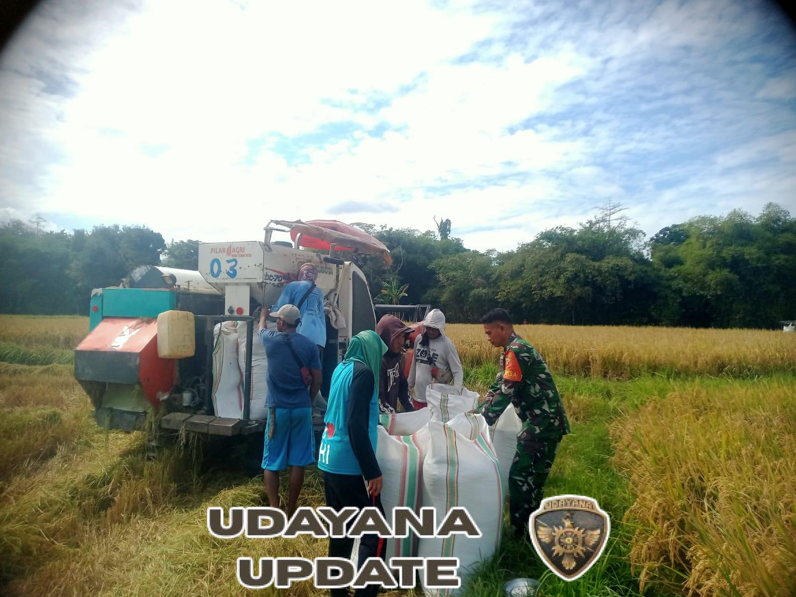 Babinsa Bali Satu Dampingi Panen Padi 20 Ton di Lahan Petani