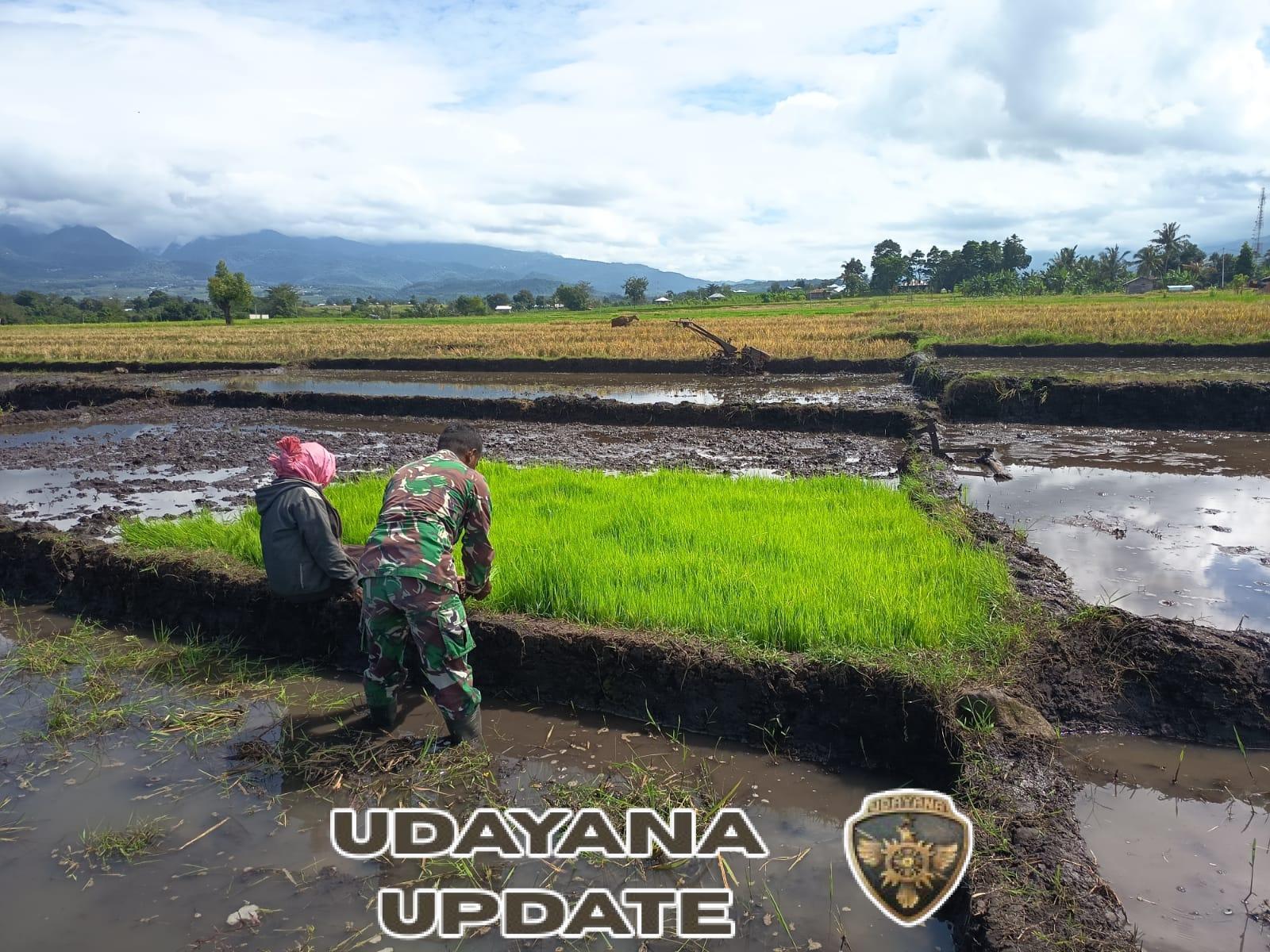 Babinsa Koramil 1612/07 Satarmese Aktif Dampingi Petani, Babinsa Jadi Garda Depan Ketahanan Pangan