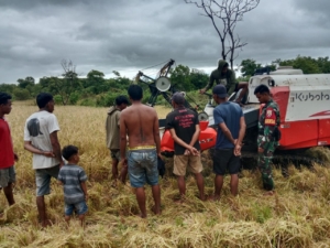 Sinergi TNI dan Petani: Babinsa Rindi Umalulu Kawal Panen Padi Menggunakan Alsintan
