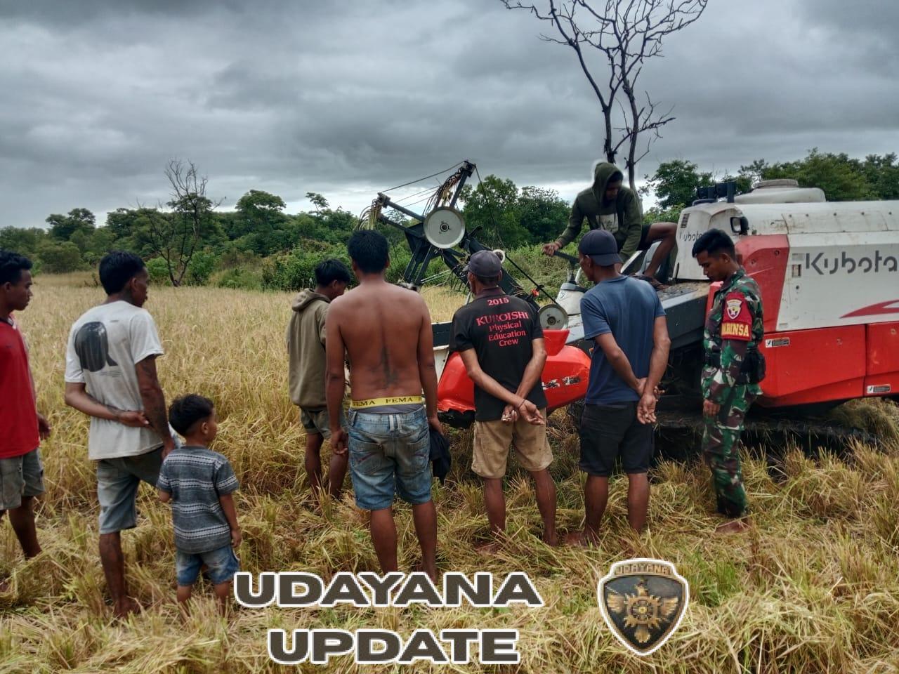 Sinergi TNI dan Petani: Babinsa Rindi Umalulu Kawal Panen Padi Menggunakan Alsintan