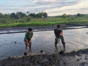 Babinsa Pratu Anton Terjun Langsung Siapkan Lahan Sawah Milik Warga