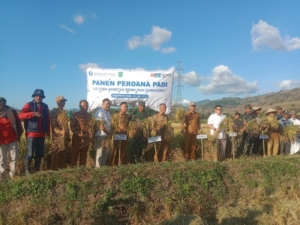 Babinsa Koramil Woha Pimpin Panen Perdana Padi Gamagora, Dorong Ketahanan Pangan Desa Nata