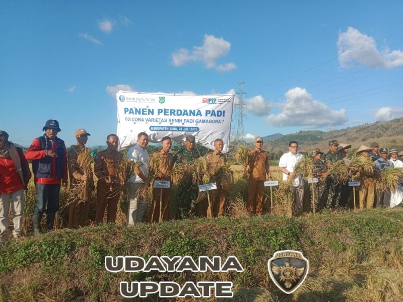 Babinsa Koramil Woha Pimpin Panen Perdana Padi Gamagora, Dorong Ketahanan Pangan Desa Nata