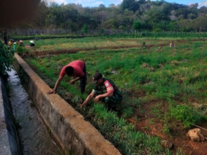 Babinsa Serka Abdul Haris Lakuy Bantu Warga Panen Bawang Merah di Pantai Baru