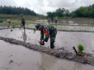 Babinsa Sertu Yunus Ketti Ajak Petani Tingkatkan Kualitas Tanam di Saloe
