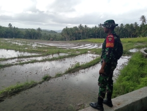 Babinsa Praka M. Feby Athaufiqunafsi Pantau Lahan dan Komsos Bersama Petani di Pilasue