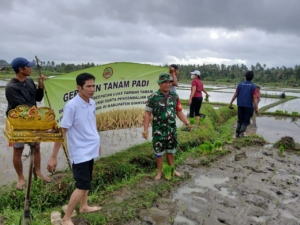 Babinsa Ubud Hadiri Aksi Tanam Padi, Dorong Produktivitas Pertanian Lokal*