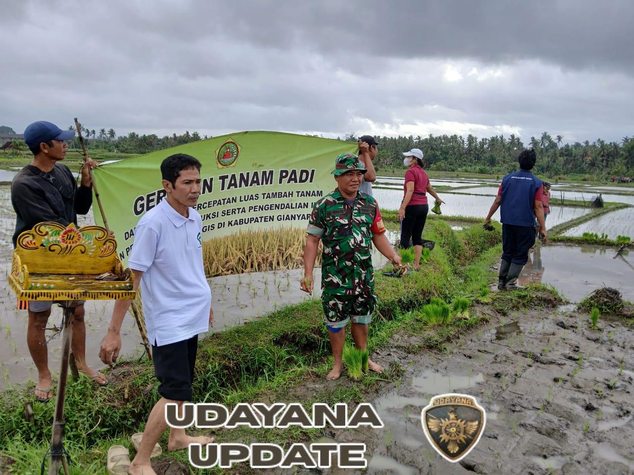 Babinsa Ubud Hadiri Aksi Tanam Padi, Dorong Produktivitas Pertanian Lokal*