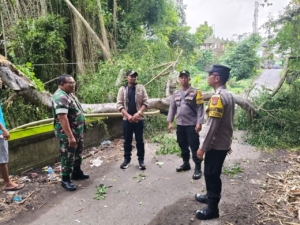 Babinsa Temesi Turun Langsung Bantu Penanganan Pohon Tumbang, Arus Lalu Lintas Kembali Normal
