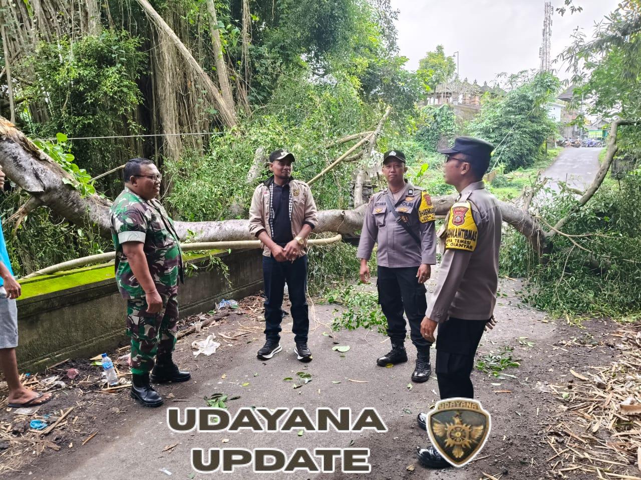 Babinsa Temesi Turun Langsung Bantu Penanganan Pohon Tumbang, Arus Lalu Lintas Kembali Normal