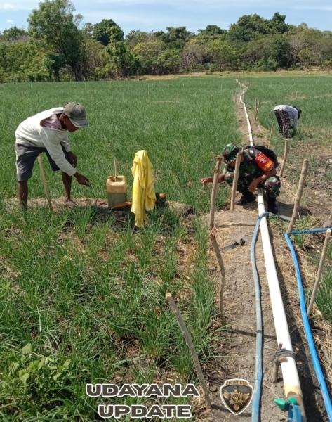 Babinsa Bantu Petani Bersihkan Gulma Tanaman Bawang