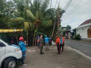 Babinsa Ped Bersinergi Lakukan Penebangan Pohon Berisiko Guna Cegah Bencana
