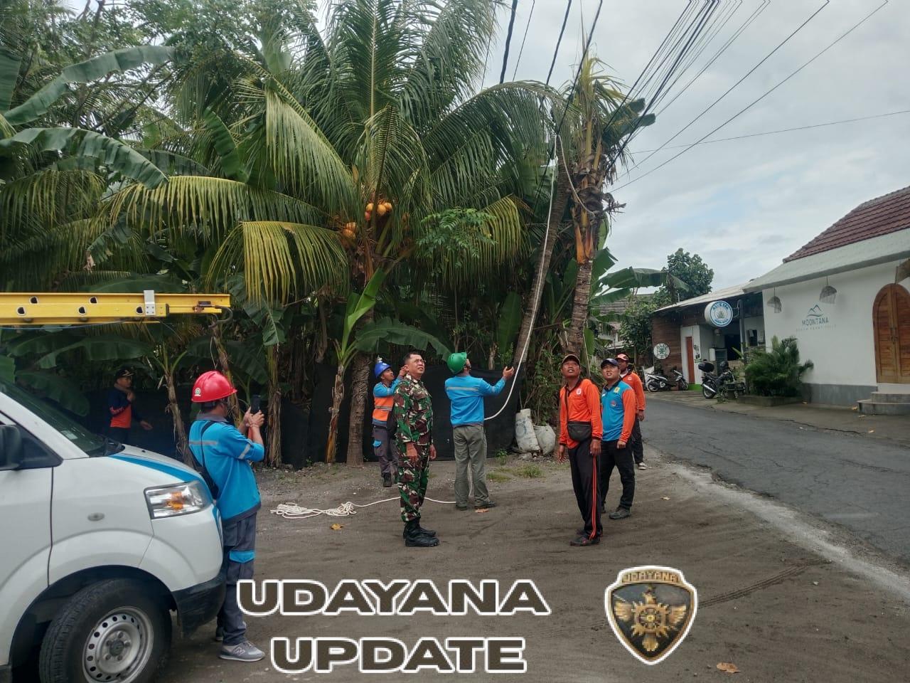 Babinsa Ped Bersinergi Lakukan Penebangan Pohon Berisiko Guna Cegah Bencana