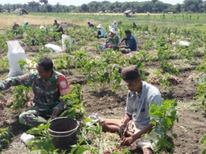 Babinsa Koramil 02/Pantai Baru Dampingi Petani Panen Bawang