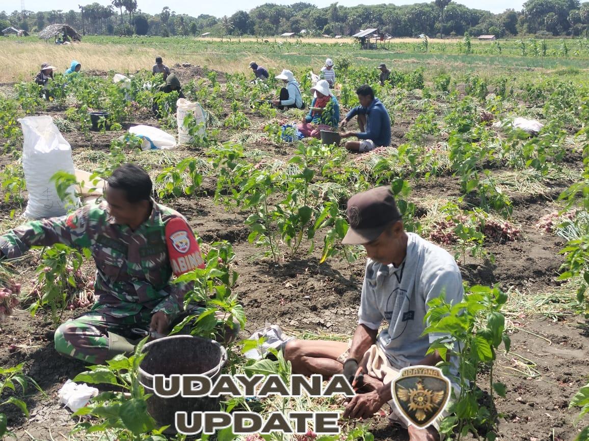 Babinsa Koramil 02/Pantai Baru Dampingi Petani Panen Bawang