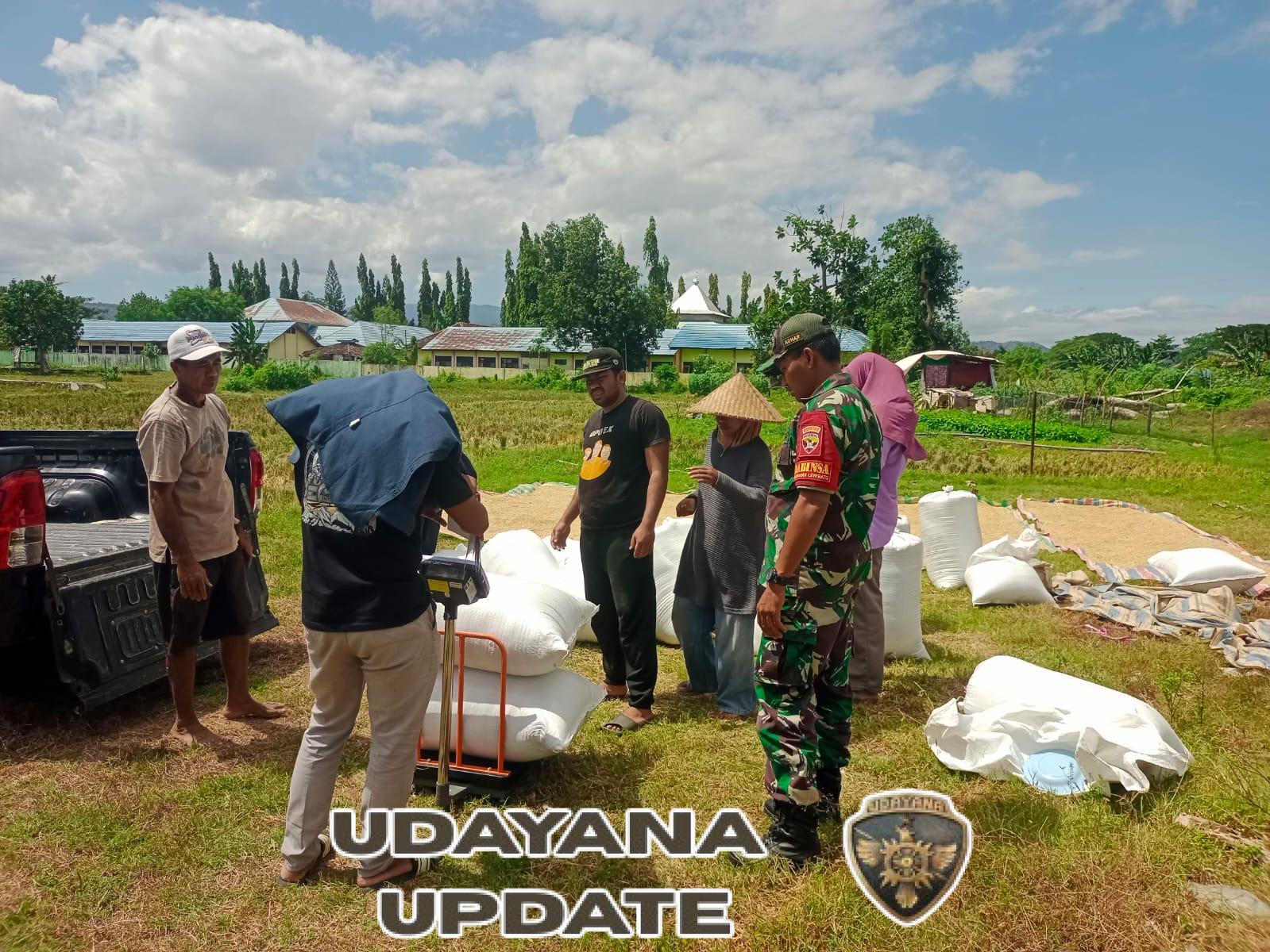 Serka Adhar Kawal Panen dan Pembelian Gabah di Kecamatan Mpunda Kota Bima