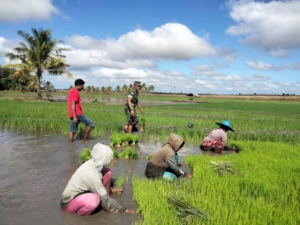 Sertu Ishak Manafe Babinsa Koramil 01/Ba’a Bantu Petani Tanam Padi