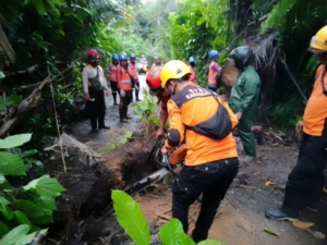 Pulihkan kelancaran lalu lintas, Babinsa Desa Duda bersama BPBD evakuasi pohon tumbang.