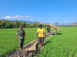 Babinsa dan Petani Bersinergi, Dorong Swasembada Pangan di Kecamatan Kotabaru