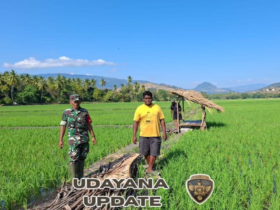 Babinsa dan Petani Bersinergi, Dorong Swasembada Pangan di Kecamatan Kotabaru