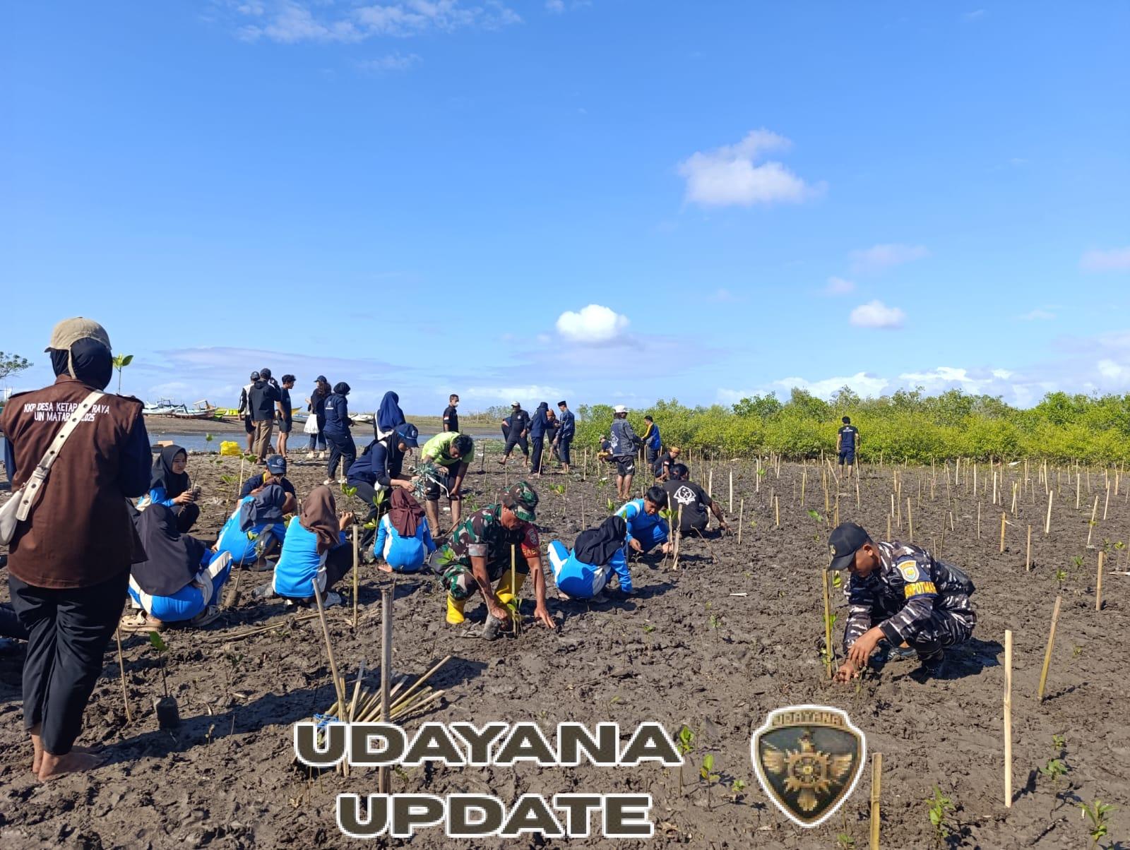 TNI dan Warga Bersinergi Hijaukan Pesisir Tanjung Luar dengan 1.000 Mangrove