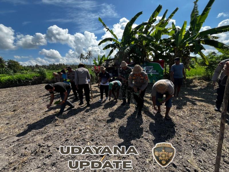 Wujud Kepedulian TNI, Batituud Koramil 01/Karangasem Terlibat Penanaman Jagung Serentak