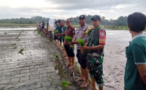 Gerakan Tanam Padi Serentak, Peringati HUT PERHIPTANI Kabupaten Badung