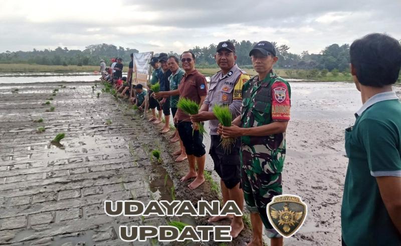 Gerakan Tanam Padi Serentak, Peringati HUT PERHIPTANI Kabupaten Badung