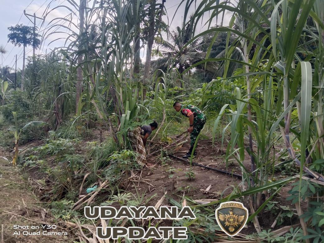 Babinsa Kodim 1602/Ende Pererat Kemanunggalan dengan Petani Tebu